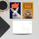 Imperial Designs 40 Pack Funny Punny POSTCARDS (4"x6") - Say I Miss You, Hello, Thank You, Thinking of You with a Fun Animal Pun by Mail - Bulk Postcards for Parents, Grandparents, Summer Camp