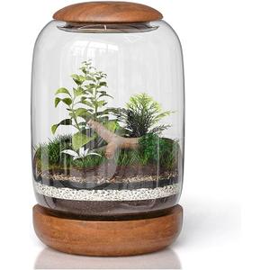 Exclusive Glass Terrarium, Beautifully Enhanced by a Natural Wood lid and Base. Excellent for Plants and Decoration, for Home or Office: Size: 8.7" Tall (22 cm) by 6.3" Wide (16 cm)