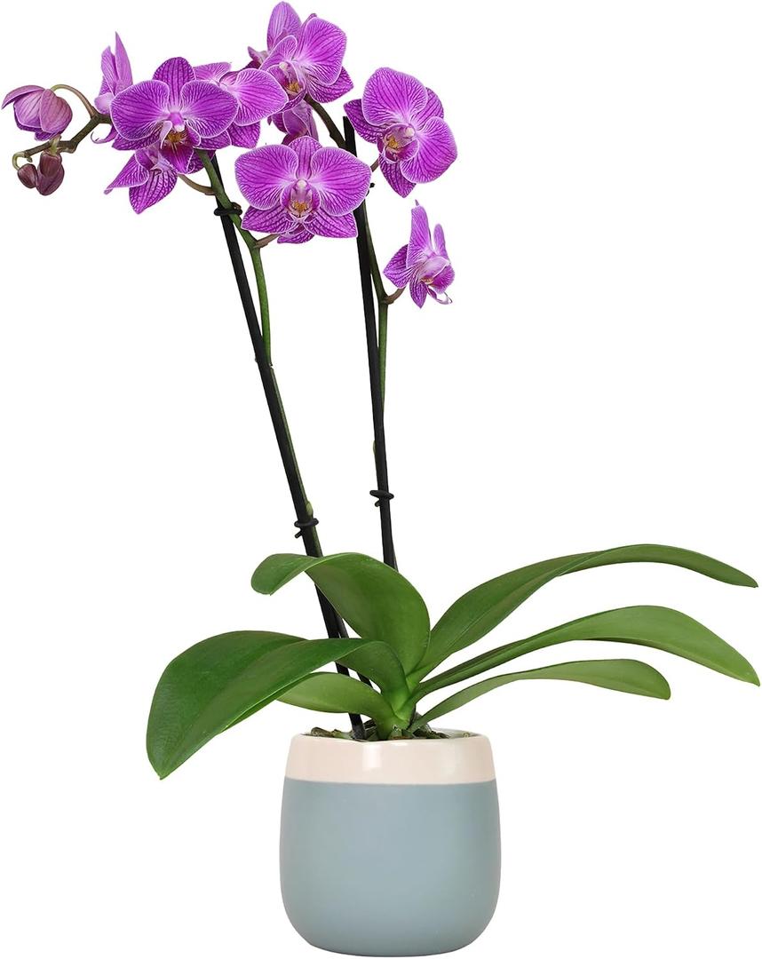 Premium Purple Live Orchid Plant Blooming in 3.5" Blue & White Orchid Pot, Live Plants, Houseplant Gifts, Approx. 16" Tall, Pet Friendly Houseplants, Phalaenopsis Moth Flower by Plants for Pets