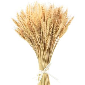 Uieke 17.7 Inches Dried Wheat Stalks, 100 Stems Dried Flowers 100% Natural Wheat for Home Kitchen Wedding Party Table Centerpiece Harvest Wreath Boho Farmhouse DIY Decoration