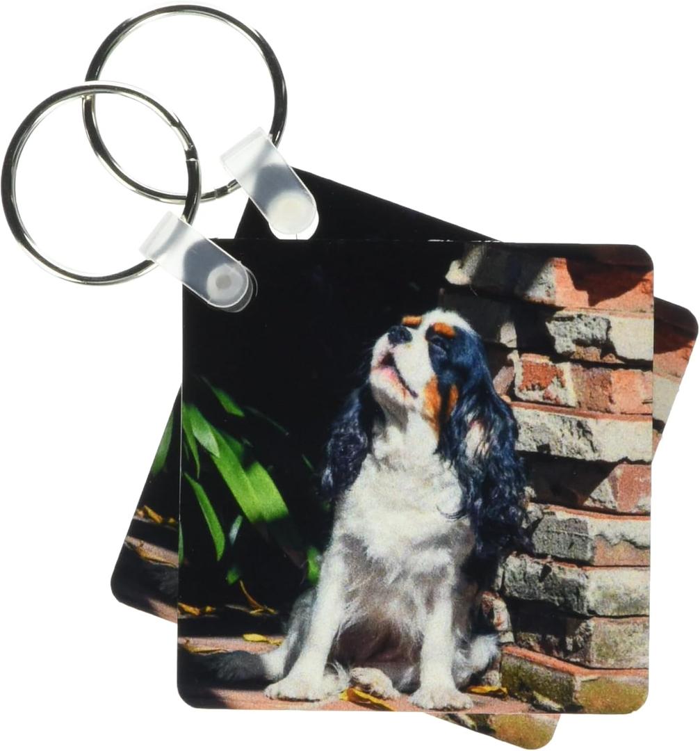 3dRose - Danita Delimont - Dogs - Cavalier King Charles Spaniel Puppy howing - Key Chains (kc-258151-1)