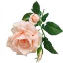 ATFL Fake Silk Real Touch Champagne Colored Roses Flowers,4 Pcs Artificial Roses with Stems for Wedding Arrangement Centerpieces Party Home Table Decorations