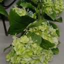 Green Hydrangea Artificial Flowers 37.4Tall Faux Hydrangea Flowers Spray with 6 Flower Heads, Silk Hydrangeas Flower with Stems 3Pcs, Real Touch Hydrangeas for Home Wedding Table Centerpieces Decor