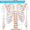 NLShan Human Skeleton Model for Anatomy -Life Size Anatomical Skeleton Medical Model with Nervous System 70.8 in with Rolling Stand for Study and Display Colorful Posters
