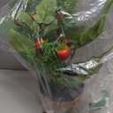 Creative Co-Op Faux Tomato Plant in Plastic Pot