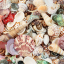 200 Pcs Sea Shells Bulk Mixed Ocean Beach Seashells for Kids, Various Sizes Natural Sea Shell for Crafts, Home Decorations, Beach Theme Party, Wedding Decor, DIY Crafts, Crafting Shells