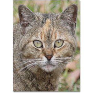 Trademark Fine Art Pretty Kitty by Patty Tuggle Canvas Wall Art, 18 by 24-Inch