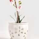 vensovo 5 Inch Ceramic Orchid Pots with Holes and Saucers - 1 Pcs Small Succulent Pot for Repotting, Garden Flowerpots for Plants Indoor and Outdoor Promotes Air Circulation, White
