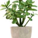 365 Blooming Decor Artificial Potted Jade Plant 12 inch, Luxury Faux Succulent Plant for Home Decor, Office Decor, Money Tree, Faux Plants Indoor Crassula ovata (Green)
