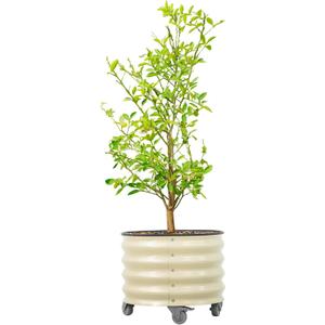 Rolling Metal Citrus Tree Planter Pot, 21 Round Planter Box for Porch Patio & Backyard, 20 Gallon Large Planter Pot with Wheels for Growing Olive Trees Tomatoes Vegetables and Flowers, Pearl White