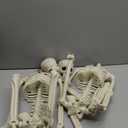 2 Pack 36"Halloween Skeleton - 3 ft Life Size Human Skeleton with Full Body Posable Joints Plastic Skeleton for Halloween Skeletons Decor Yard Patio Lawn Garden Skeleton Props Spooky Party Decoration