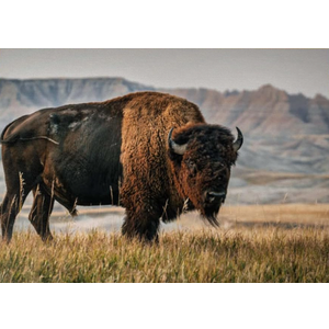 American Bison  Wall Art