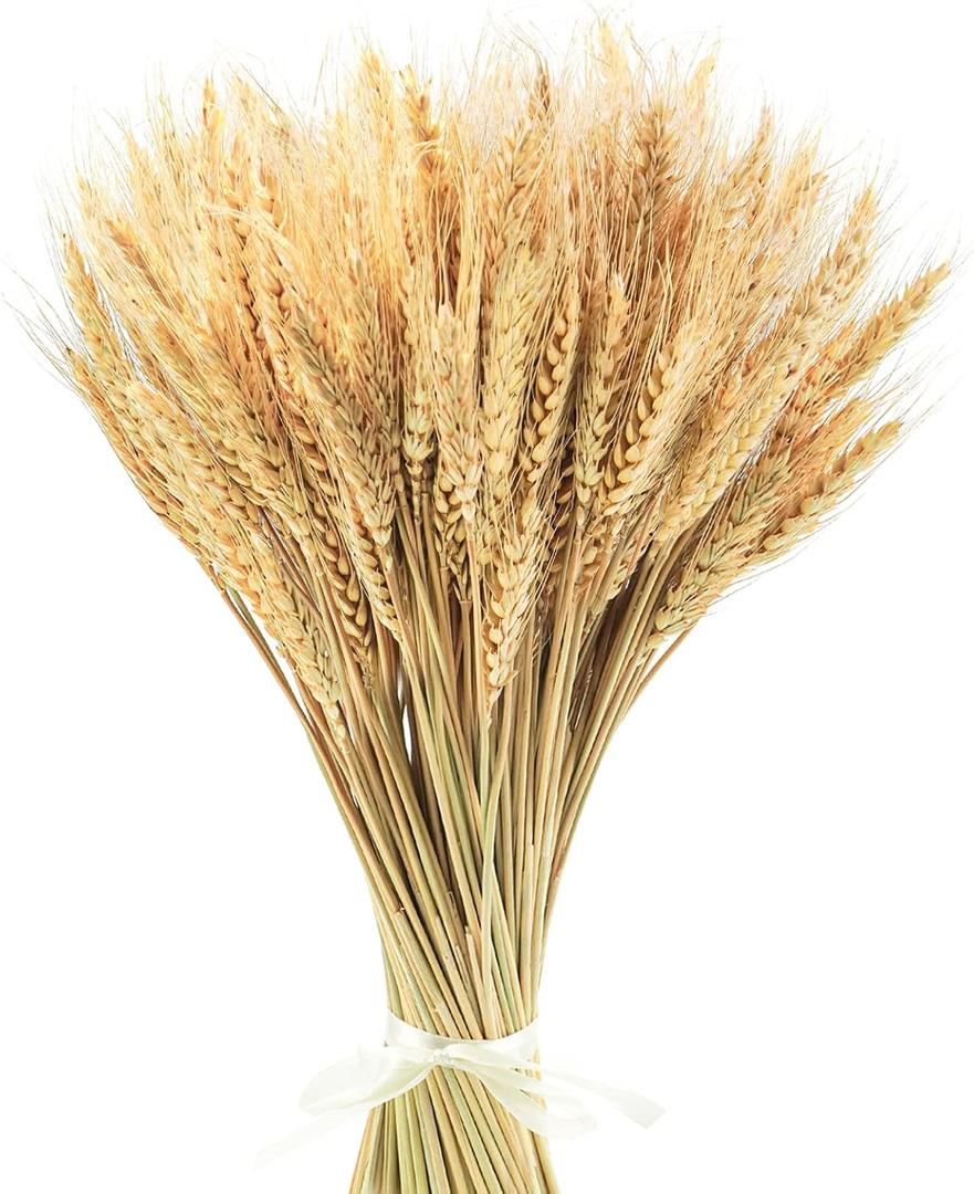 Uieke 17.7 Inches Dried Wheat Stalks, 200 Stems Dried Flowers 100% Natural Wheat for Home Kitchen Wedding Party Table Centerpiece Harvest Wreath Boho Farmhouse DIY Decoration