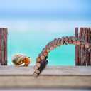 2 x Hermit Crab Hideout,Hermit Crab Climbing Toys,Reptile Climbing Decor for Small or Medium Hermit Crab Habitat (Hermit Crabs Climb Bridges) Small Size