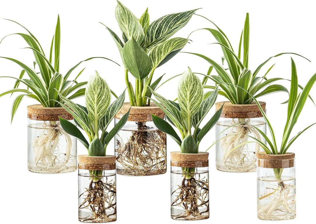Plant Propagation Station,Hydroponic Glass Container Vase 2 Sizes Planter Propagated Jars for Desks, Houses, Garden Decorations,Home Kitchen Decorations and Gifts cu.20.5 (6pcs)