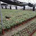 Oubest Plastic Plant Nursery Pots 6" 100 pcs Reusable for Seed Starting Seedlings Cuttings Transplanting Flower Plant Pots