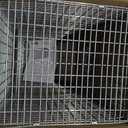 HAVAHART 1079SR Large 1-Door Humane Catch and Release Live Animal Trap Cage - Live Raccoon Trap, for Bobcats, Beavers, Dogs, & More