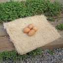 PRECISION PET Chicken Nesting Pads by Petmate  13 x 13 Premium Chicken Bedding Fit Most Nesting Boxes  10 Pack,Beige, Made in USA