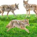3 Pack 27x 25 Inch Coyote Decoy for Geese, Lifelike Predator with Metal Stakes, Fake Predator Hunting Decoy 2D Silhouette Coyote Devices for Yard Garden