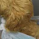 My Fuzzy Friends Moji Interactive Labradoodle - Plush Interactive Dog Toy for Boys and Girls, Loveable and Lifelike Companion Pet, Brown (One Size)