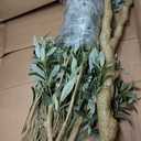 Realead Faux Olive Tree 7ft - Realistic Tall Olive Trees Artificial Indoor