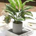 Der Rose JC nateva 16" Small Fake Plants Artificial Tropical Faux Plants Indoor for Office Desk Shelf Bathroom Home Decor