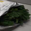 12 Pcs Artificial Norfolk Pine Branches, Norfolk Pine Artificial Pine Stems DIY Crafts Faux Christmas Greenary Norfolk Pine Branches for Xmas Wreath Garland Home Decor (12)