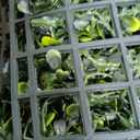 Artificial Boxwood Roll Panels: 6FT X 12FT (72 sqft) UV-Anti Artificial Ivy Privacy Fence Wall Screen for Indoor Outdoor Green Grass Wall Decor & Ivy Fence Covering Privacy