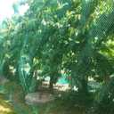 13Ft x 33Ft Anti Bird Protection Mesh Garden Netting Seedlings Plants Flowers Fruit Trees Vegetables from Rodents Deer Reusable Fencing, Green