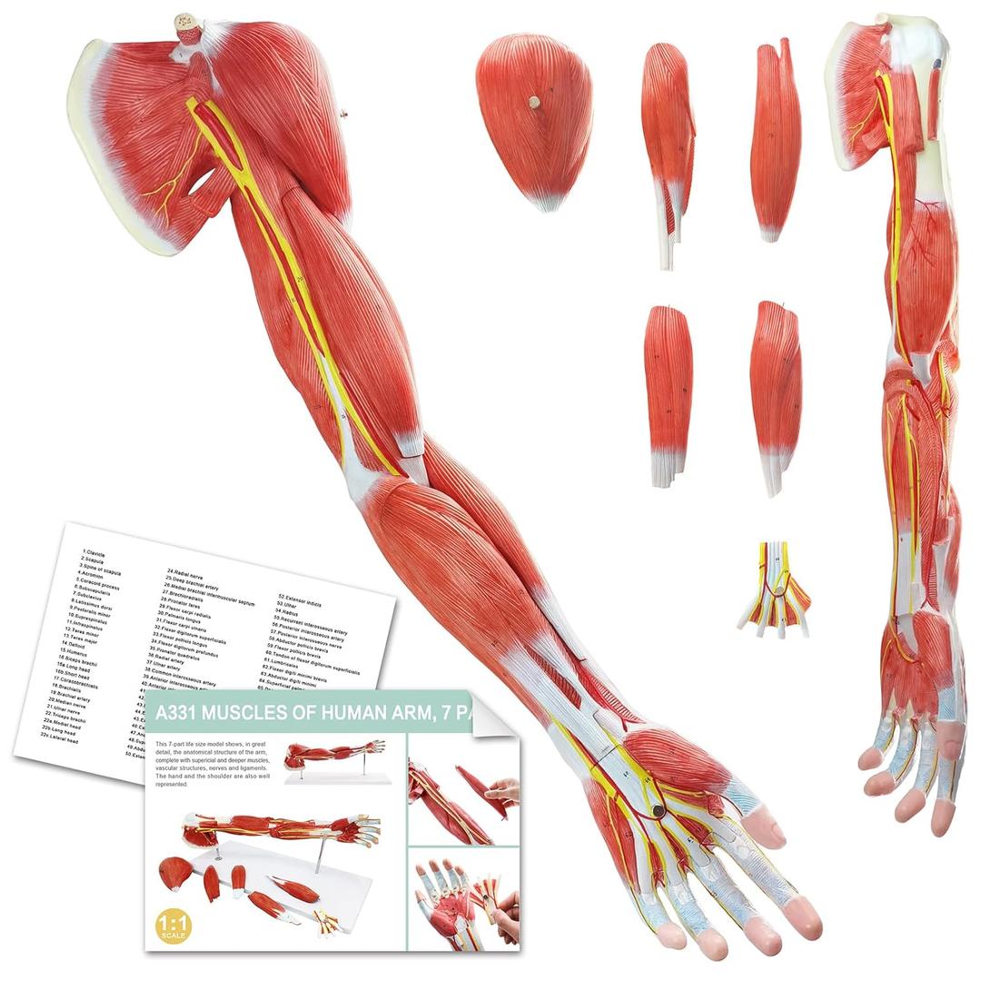 EVOTECH SCIENTIFIC Human Anatomical Muscular Arm Model, 7 Part Life Size Numbered Muscular Upper Limb Hand Model with Removable Muscles for Medical Physiology Study Teaching Includes Stand Poster