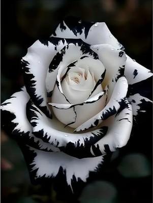 Diamond Painting Kits for Adults, White Rose Flower Diamond Art Kits JK779-1