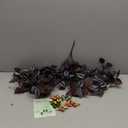 BLEUM CADE Fake Hanging Plants, 2pcs Artificial Hanging Plant, Faux Deep Purple Vines Hanging Plant for Wall Home Living Room Indoor Outdoor Halloween Decor (No Baskets)