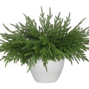 12 Pcs Artificial Norfolk Pine Branches - 18 Inch Faux Christmas Green Plants Greenery Stems Fake Cedar Pine Picks for Vase DIY Crafts Garland Wreath Accessories Xmas Indoor Outdoor Home Decor