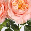 2Pcs Fake Austin Rose Peonies Flowers Real Touch Peach Roses with Stems 25.60'' Latex Peony Artificial Flowers for Home Decor Flower Arrangement Wedding Centerpieces Valentine's Day (Peach)