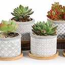 Color No. 2 Pot, Popular, T4U, 2.4 inches (6 cm), Cement Pot, Succulent Plants, Cactus Pot, Planter Container, Includes Bamboo Tray, Gray, Set of 6, Mother's Day