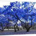 KREATIVE ARTS Large Wall Art Painting Contemporary Blue Tree In Black And White Fall Landscape Picture Modern Giclee Stretched And Framed Artwork for Office Living Room Decoration 20x40in