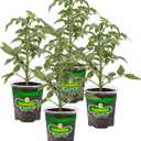 Bonnie Plants Arkansas Traveler Heirloom Tomato, Live Plant, 19.3 oz., 4-Pack