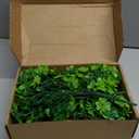 5 PCS Artificial Shamrock Flower Bush Fake Clover Plants for St Patricks Day, Irish Themes and Saint Paddy's Displays Home Office Garden Decoration