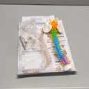breesky Scientific Mini Spine Model, 15.5’’ Anatomical Spine Model with All Nerves, Human Anatomy Model with Stand for Instruction, Study and Display