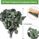 Real Eucalyptus Stems 20PCS Dried Preserved Fresh Eucalyptus Silver Dollar Leaves for Shower - Greenery Branches for Wedding Home Party Vase Filler Spring Decor