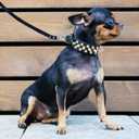 Dog Collars for Medium Dogs with Leash, Epesiri Spiked Dog Collar for Large Dogs, Dog Collar, Studded Rivet Pit Bull Leather Dog Collar Durable Cat Collar for Small Medium Large Pet Gift