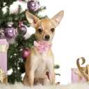 Unique style paws Easter Dog Collar with Flower Tie Rabbit & Carrot Puppy Collar for Small Medium Large Boys Girls-L