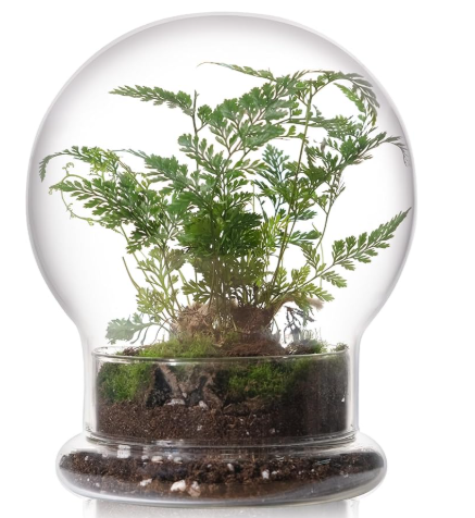 WHJY Round Glass Cloche for Indoor Plants Small Terrarium Glass Cloche with Base Mini Cloche Dome with Base for Display Home Decor