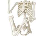 Halloween Skeleton Decorations,36" Posable Human Skeleton Decorations for Halloween Party Decor, Haunted House Props Indoor Outdoor Decoration