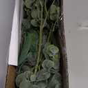 Mixed Eucalyptus Leaves Stems Bulk Artificial Eucalyptus Leaves Sprays Faux Oval Eucalyptus Leaves with White Seeds Stems for Floral Wreath Garland Bouquets Arrangement Wedding Greenery Decoration