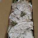 Alupssuc 8 PCS 17in Poinsettia Flowers Artificial, Large Glitter Christmas Flowers, Indoor & Outdoor Faux Poinsettia Bouquet Christmas Decorations for Xmas Tree Vase Table Porch Decor, Champagne