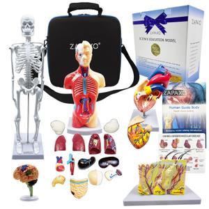 Human Anatomy Model Set | Torso, Heart, Skeleton, Skin, Brain | Comes with Portable Shoulder Bag, The Perfect Christmas Educational Gift (Mannequin set of 5)