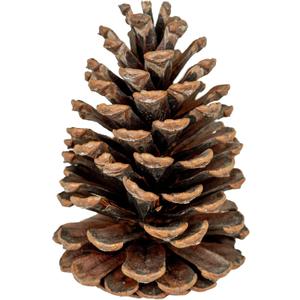 GS Foliage Natural Pine Cones  Set of 15 Small 3" 4" Real Loblolly Pinecones for Crafts, Mini Pine Cones for Decorating, Christmas Decor, DIY Ornaments, Vase Filler & Centrepieces, Home & Holiday
