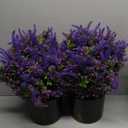 2 Sets Artificial Eucalyptus & Lavender Topiary Trees for Front Door - Faux Lavender Potted Topiary Trees, UV Resistant Fake Outdoor Plants for Farmhouse Porch Garden Decor