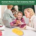 Anjetan 2 Pcs Human Muscle & Fat Anatomy Model Set, 1 lb Fat & 1 lb Muscle Replica, Realistic Anatomy Replica for Education, Fitness Motivation, Nutrition Analysis